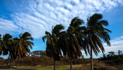 Palm trees swaying in a breezy sky