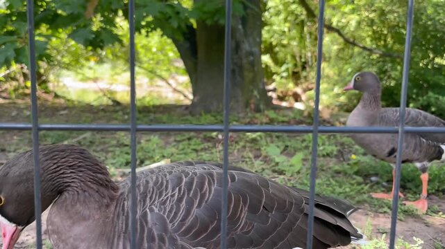 many geese at the zoo