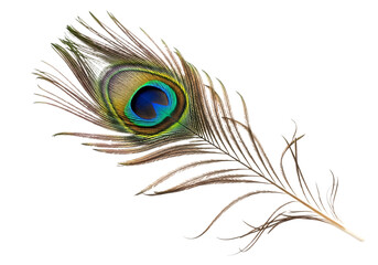 Obraz premium Beautiful peacock feather with vibrant eye pattern isolated on transparent background