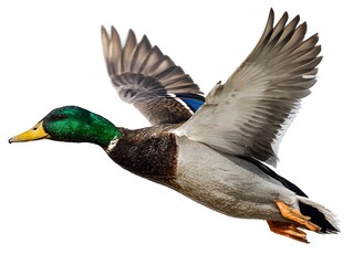 Obraz premium Wild Duck Flying amid White Background 