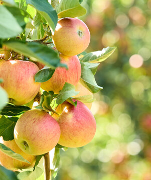 Apple branch with leaves  in closeup