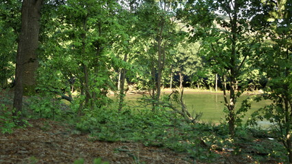 A Serene Forest with a Sunlit River