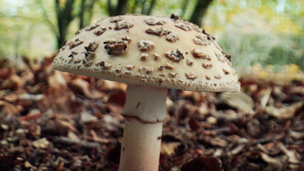 Mushrooms family in Italian mountains at Autumnal season