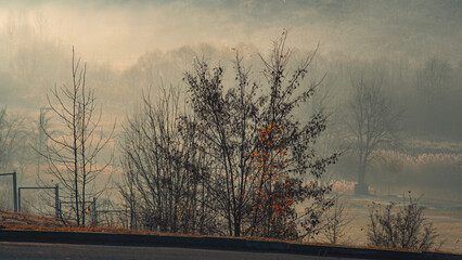 morning mist in the morning