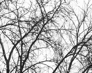 Intricate silhouette of bare tree branches against a bright sky