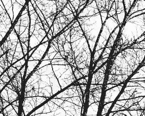 Abstract pattern of bare tree branches against a bright sky
