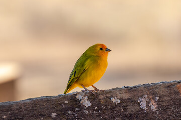canary bird of the earth -sicalis flaveola