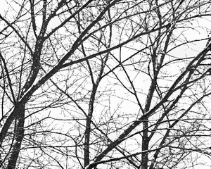 Intricate network of bare tree branches against a stark white sky