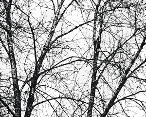 Abstract pattern of bare tree branches against a bright sky