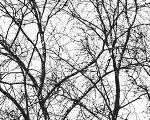 Intricate pattern of bare tree branches against a bright sky