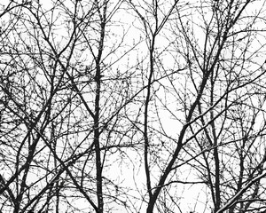 Dense network of bare tree branches against a bright white sky