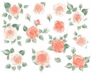 Naklejka premium Soft watercolor roses and buds in delicate peach and cream tones