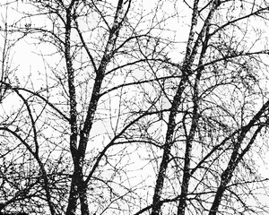 Black and white silhouette of bare tree branches against a bright sky