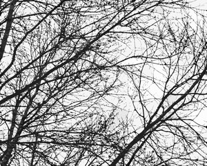 Intricate network of bare tree branches against a bright sky