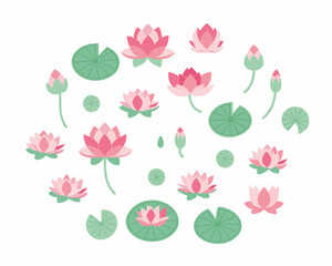 Collection of pink lotus flowers and lily pads on white background