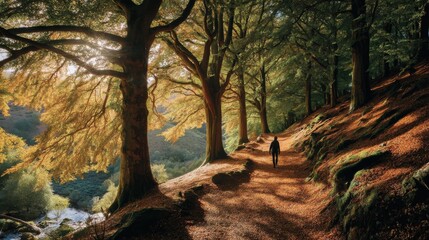 Fototapeta premium Person Walking Autumn Trail Through Forest Trees Sunlight Filtering Down Scenic Landscape View