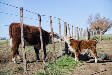 Hereford cow mother and her calf interacting through wire fence on farm © Gabriel