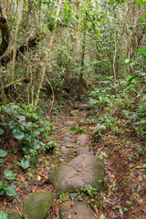 Caminho da Gurita hiking path at Lagoa do Peri - Florianopolis island, Brazil