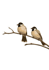 Two White-Cheeked Bulbuls on Branch
