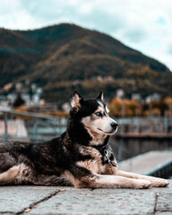 Siberian husky lying on alpine meadow with mountains in background, adorable sled dog portrait outdoors