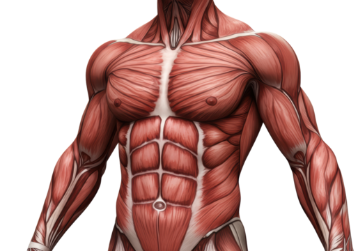 Isolated anatomical model shows human male torso muscular system for medical study diagram