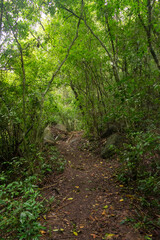 Caminho da Gurita hiking path at Lagoa do Peri - Florianopolis island, Brazil