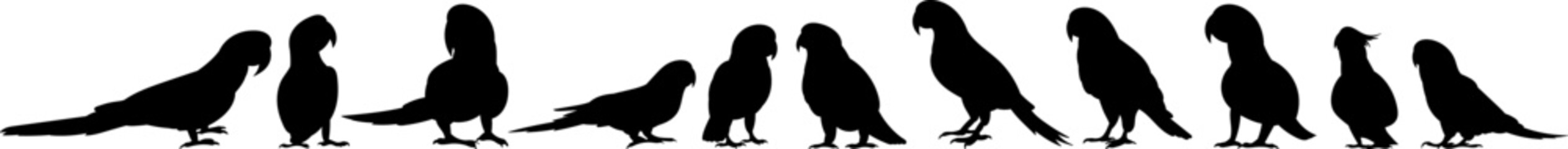 set of parrot silhouettes, vector