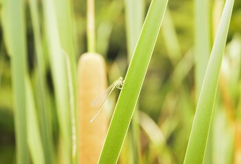 Coenagrionidae female in Tokyo, Japan
