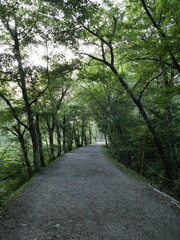 Serene Dirt Pathway Through a Lush Green Forest