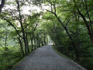 Tranquil Gravel Pathway Surrounded by Lush Green Trees