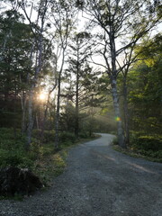 Obraz premium Sunlit Forest Pathway Through Lush Green Trees