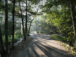 Sunlit Forest Pathway with Lush Greenery and Soft Shadows
