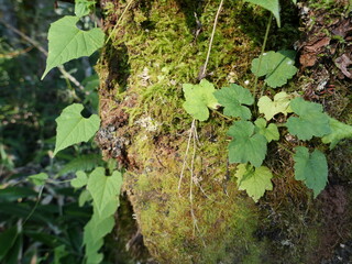 Lush Green Leaves on a Mossy Tree Trunk in Natural Habitat