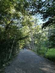 Scenic Nature Trail with Walkers Among Lush Green Trees