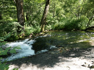 Obraz premium Gentle Stream Flowing Through Lush Green Forest