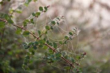 Spider web on green branch in autumn forest close up delicate nature background