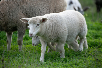 Fototapeta premium sheep and lamb