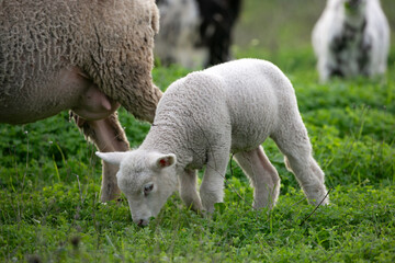 Obraz premium sheep and lamb