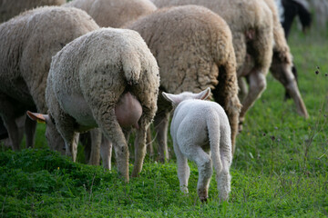 Obraz premium sheep and lamb