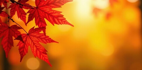 Obraz premium Vibrant red maple leaves against sunny yellow autumn backdrop , garden, red