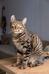 A beautiful cat with a tiger color