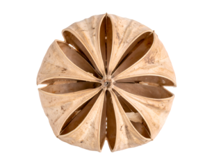 Dried seed pod isolated on transparent background