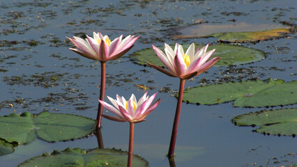 Closeup of bloomed water lily plant with white flowers
