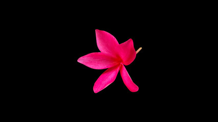 Flowers Pink Frangipani flower (Plumeria) on black background.