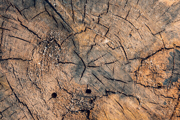 Splitting a tree. texture of the inside of the tree. Yellow brown saw cut texture. inner rings of the tree. Close-up of a tree cut