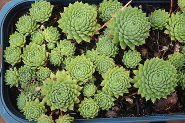 rojnik drobne rozety sempervivum zielony © Perovskia