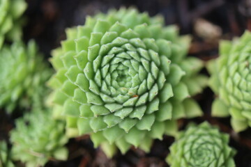 rojnik drobne rozety sempervivum zielony © Perovskia
