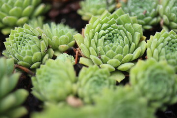 rojnik drobne rozety sempervivum zielony © Perovskia