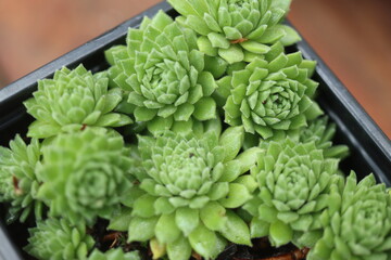 rojnik drobne rozety sempervivum zielony © Perovskia