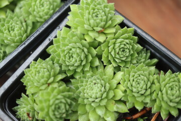 rojnik drobne rozety sempervivum zielony © Perovskia